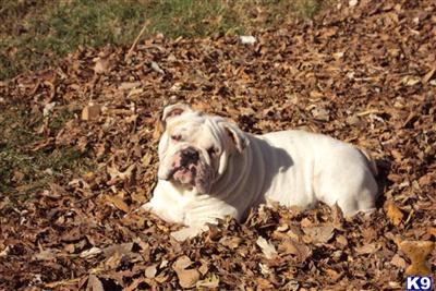 Stud Dogs - English Bulldog